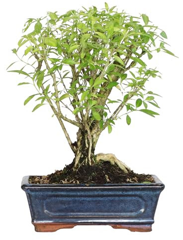 KENTIS - Serissa Foetida Bonsai - Indoor- und Outdoor-Bonsai - Echte Zierpflanzen - H 25-35 cm Keramiktopf Ø 20 cm