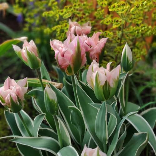 tulpenzwiebeln mehrjährig pflanzen balkon deko blumen wildtulpen zwiebeln outdoor pflanzen bodendecker winterhart mehrjährig seltene pflanzen garten steingartenpflanzen winterhart 12pcs