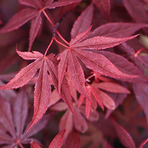 Acer Tree Hardy Japanese Maple Garden Plant for Patio, Decking & Courtyard Providing Seasonal Interest & Colour 1 x Palmatum Atropurpureum in 7cm Pot by Thompson & Morgan