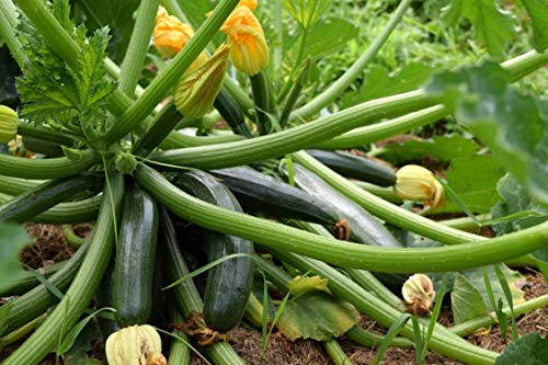 15 Black Beauty zucchini frön - grönsaksgrönsaker - reproducerbara bondefrön - HalvWild
