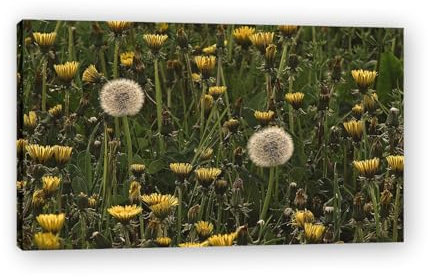 WeißE Pusteblume Modernes Bild Wandkunst Dekoration Blumen Mit NatüRlicher Landschaft Als Hintergrund Bilder Kunstwerk NaturpflanzengemäLde Druck Wandkunst FüR Die Wohnzimmerdekoration 85x50cm