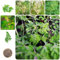 35 pcs moringa baum pflanze kaufen samen - kräuter pflanzen bonsai topf baumsamen,Moringa oleifera, gemüsepflanzen jungpflanzen winterharte kübelpflanzen kräuterlinge plants winterharte