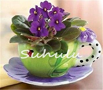50pcs Mini Semillas De Violeta, Semillas De Violeta Africana, Plantas En Macetas De Jardín Flores Violetas Hierba Perenne Matthiola Incana Semilla 5