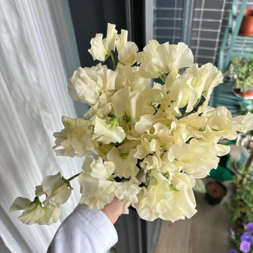 semillas de guisantes de olor perennes, guisantes olor - plantas jardín rocas resistentes semillas arveja flores pradera plantas interior Decoración sala estar con abejas en el prado 100pcs