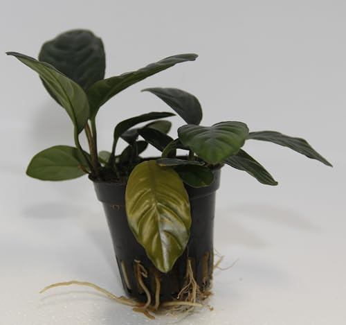 WASSERPFLANZEN WOLFF – Kaffeeblättriges Speerblatt/Anubias Coffeifolia | Robuste Aquariumpflanze im Topf | Aufsitzerpflanze für Wurzeln & Steine | barschfest & pflegeleicht