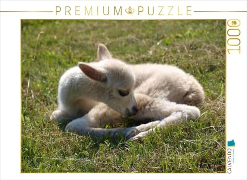 CALVENDO Puzzle Neugeborenes Alpaka | 1000 Teile Lege-Größe 64 x 48 cm Foto-Puzzle für glückliche Stunden