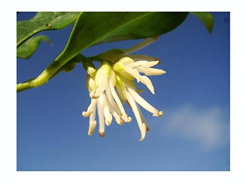 Christmas Box Shrub, SARCOCOCCA CONFUSA, Winter Flowering, Scented Plant in a 7 or 8cm Pot