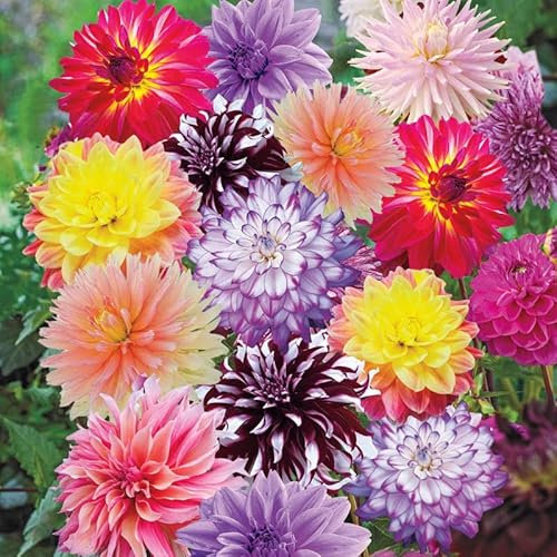 3 x Dahlia Large Size Tubers/Bulbs - Surprise Mixed Dahlias - Dahlia Bulbs Summer Flowering Bulbs Ready to Plant Now (Free P&P)