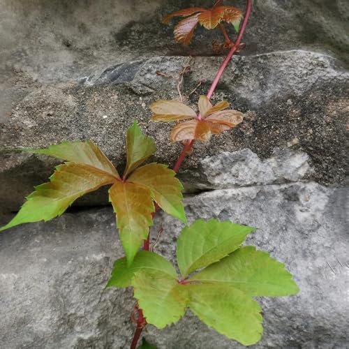 100 piezas Semillas de hiedra de Boston, Las plantas perennes son plantas perennes resistentes. plantas resistentes al exterior Macetas, regalos para los amantes del jardín. Maceta