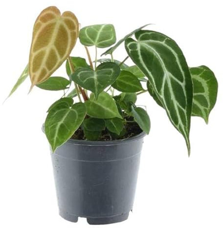 Anthurium Chrystallium - Flamingoblume - Zimmerpflanze - 35 cm - ø12cm