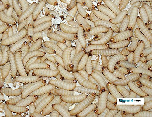 Feeders & more 1000 Bienenmaden, Wachsmaden Angelköder Futtertiere lebend & frisch