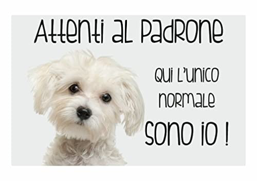 CARTELLO CANE - MALTESE Attenti al padrone qui l'unico normale sono io - Con Adesivo in Vinile e Pannello in Forex (Adesivo)