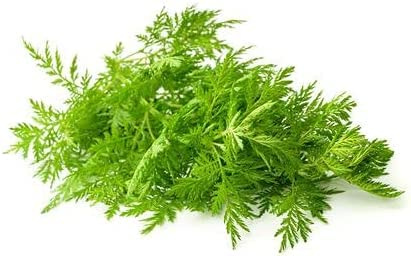 Einjähriger Beifuß Artemisia annua Qing Hao 100 Samen Graines Sementes Semi Seeds