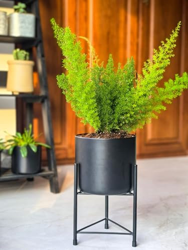 Dipamkar Large Black Plant Stand with Pot Metal Plant Pot Stand for Indoor and Outdoor Use