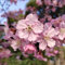 100 Piezas Semillas De Cerezo, Semillas De Sakura, Plantas De Jardín, Plantas Perennes Resistentes, Semillas De Pradera De Flores, Prunus Serrulata, Semillas De Bonsai, Plantas De