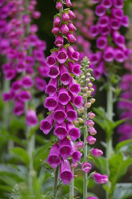 Seedeo Roter Fingerhut Digitalis purpurea 200 Samen