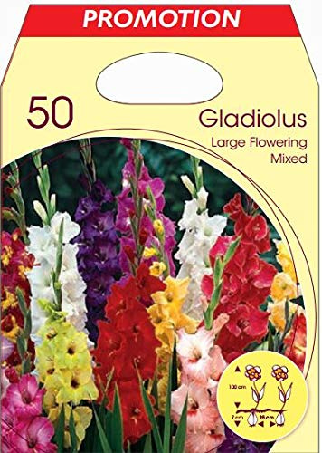 Holland Park Bulbi da Trapianto di Vari Colori e Tipologie a Fioritura Primaverile/Estiva (GLADIOLI VARI COLORI 50 BULBI)