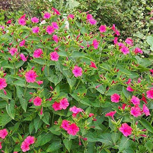 30 Graines de Belle de Nuit - fleurs plante vivace jardin - semences paysannes reproductibles - SemiSauvage