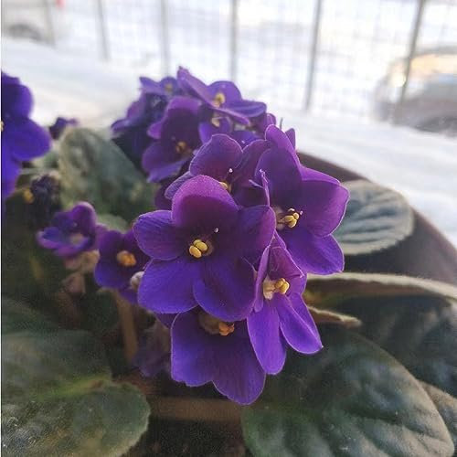 100 pcs veilchen samen mehrjährig - winterfeste pflanzen für balkon usambaraveilchen,Matthiola incana,Violette gartenarbeit winterharte pflanzen für garten bonsai samen blumendeko