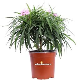 Pianta di Ruellia Brittoniana Katie Pink Pianta di Petunia messicana o del deserto pianta da esterno pianta da fiore rosa pianta ornamentale pianta vera venduta da eGarden.store