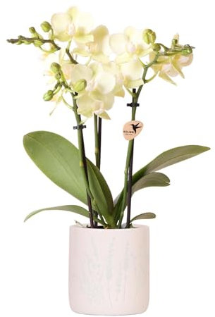 Gelbe Orchidee Mexico + Floral Ziertopf Hellblau – Topfgröße Ø9cm - Zimmerpflanze