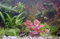 Wasserpflanzen Set 7 Bund + 20 Cryptocorynen etc.