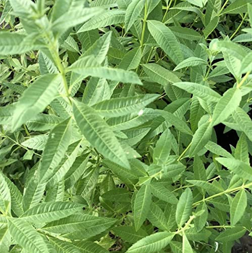 Lippia citriodora (Erba Limoncina o Erba Luigia) - Cedrina [Vaso Ø19cm]