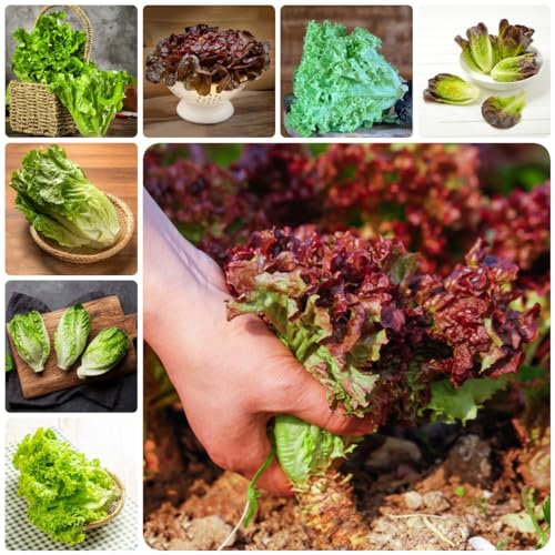 400 Piezas Semillas De Plantas De Lechuga - Lactuca Sativa - Semillas De Lechuga Cortadas, Semillas De Cobertura Del Suelo, Semillas De Hortalizas Para Balcón. Recogiendo Lechuga,