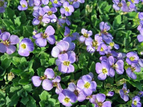 Staudenkulturen Wauschkuhn Aubrieta cultorum 'Tauricola' - Blaukissen - Staude im 9cm Topf