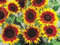 50 Sunflower Seeds RING OF FIRE Blumensamen