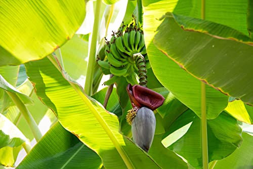 Musa velutina Rosa Zwerg-Banane 5 Samen