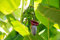 Musa velutina Rosa Zwerg-Banane 5 Samen