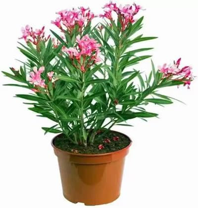 100pcs Fresh Oleander Flower Seeds Pink