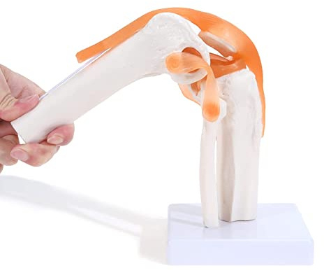 NONDK Anatomical Knee Joint with Ligaments Model, Human 1:1 Life Size, for Science Classroom Study, Display Teaching B