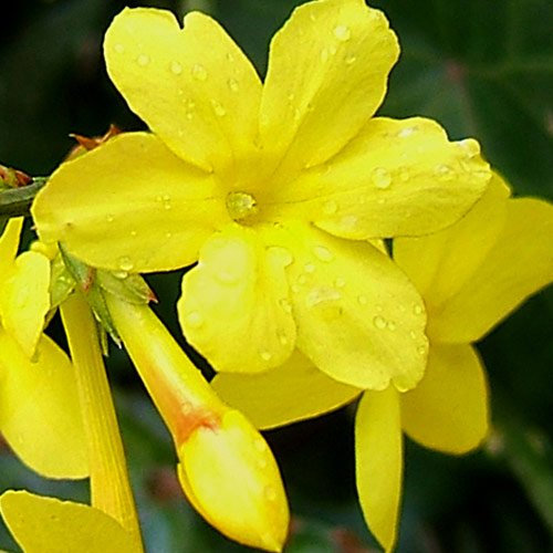 Jasminum Nudiflorum Winter Flowering Jasmine 15cm Pot Size