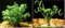 20PCS Bonsai Geldbaum Samen Bonsai-Baum. Seltene japanische Geldbaum Samen Balkonpflanzen für Haus Garten