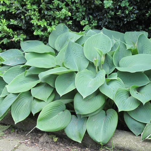 Hosta 'Blue Angel'. Plug Plant x 6. Large Blue Foliage, with Lavender-White Flowers. Great Shade Plant. Plantain Lily. Available from Bedwen Plants