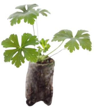 Geranium macrorrhizum – 6x Jungpflanzen, winterhart, bienenfreundlich, pflegeleicht für Garten oder Balkon | ComfortXL Green