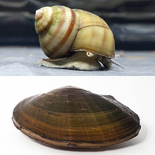 NatureHolic Bio Teichfilter Set im Gartenteich I Natürlicher Biofilter I Wunderwaffe gegen Algen I friedliche Tierbewohner I 10x Teichmuschel und 10x Sumpfdeckelschnecke