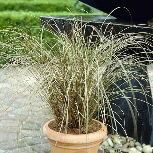 YouGarden Carex buchananii, Ornamental Grass with Evergreen Foliage, Hardy Perennial, 9cm Potted, Great for Pots and Borders, Low Maintenance