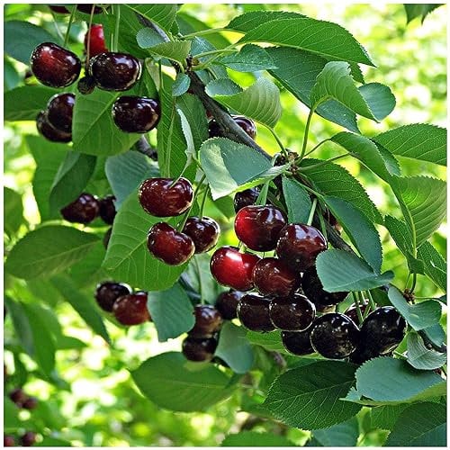 Dwarf Patio Sunburst Cherry Tree, in a 5L Pot, Miniature & Self-Fertile 3fatpigs®