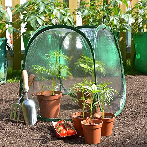 GardenSkill Mini Serre Jardin | Pop Up Petite Tunnel de Forcage Hivernage Couverture pour Semis, Fleurs, Plantes, Balcon, Jardinières, Cultures, Tomates, Fruits, Légumes 50 x 50 cm, Lot de 2