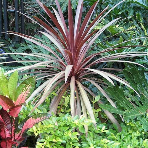 Cordyline australis Roter Stern (9cm)