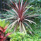 Cordyline australis Roter Stern (9cm)