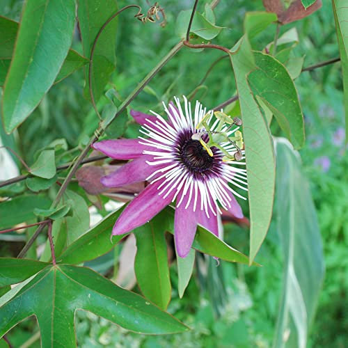 GardenersDream Passiflora Victoria - Königliche Passionsblume Pflanze - Kletterpflanzen Purpur - Balkon Pflanzen Premiumsorte