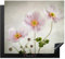KitchenYeah© Copri Piano Induzione 60x52 cm Cucina Coprifornelli Copertura Protezione Cottura Tutto per la Cucina Fiore - Pittura - Rosa