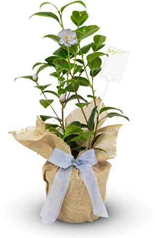 Camellia 'Silver Anniversary' Gift Wrapped with Gift Card in a 3litre Pot - Silver Wedding Gifts - 25th Wedding Anniversary