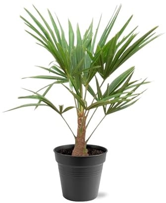 Palma di canapa – Trachycarpus 100 cm – Ø 21 cm – Palma sempreverde con foglie a ventaglio – Pianta esotica in vaso per giardino, terrazza, giardino d'inverno e soggiorno – facile da pulire