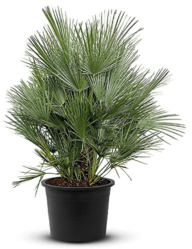 Tropictrees Chamaerops Humilis | palmier nain Resistant au froid | Hauteur 140/160cm Petite taille | protection de balcon |