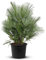 Tropictrees Chamaerops Humilis | palmier nain Resistant au froid | Hauteur 140/160cm Petite taille | protection de balcon |